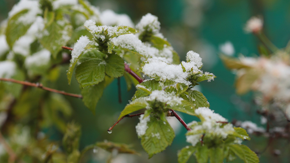 Снег прошел в некоторых районах Москвы 8 мая