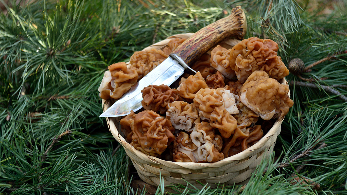 Чем опасны грибы строчки