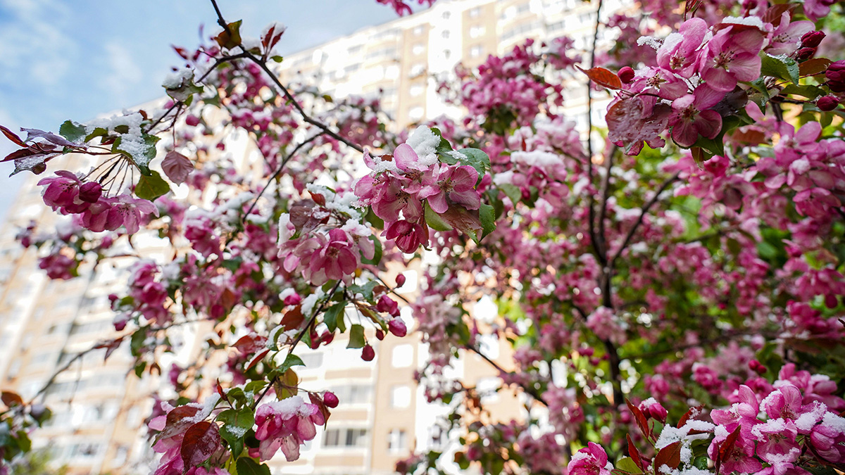 Под защитой «семерки» и Красной Горки: что обязательно нужно сделать 12 мая