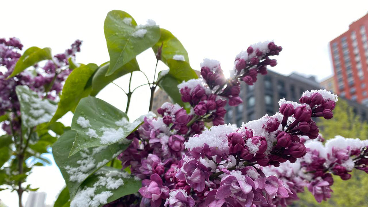 «Вновь угрожает»: Леус рассказал о возвращении заморозков в Москве в ночь на 12 мая