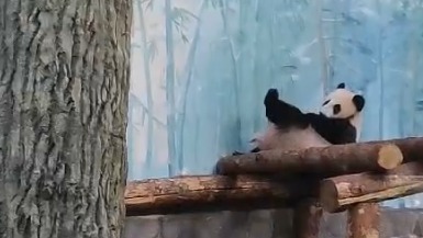 «Готовится спускаться»: Московский зоопарк показал окончание рабочего дня Катюши