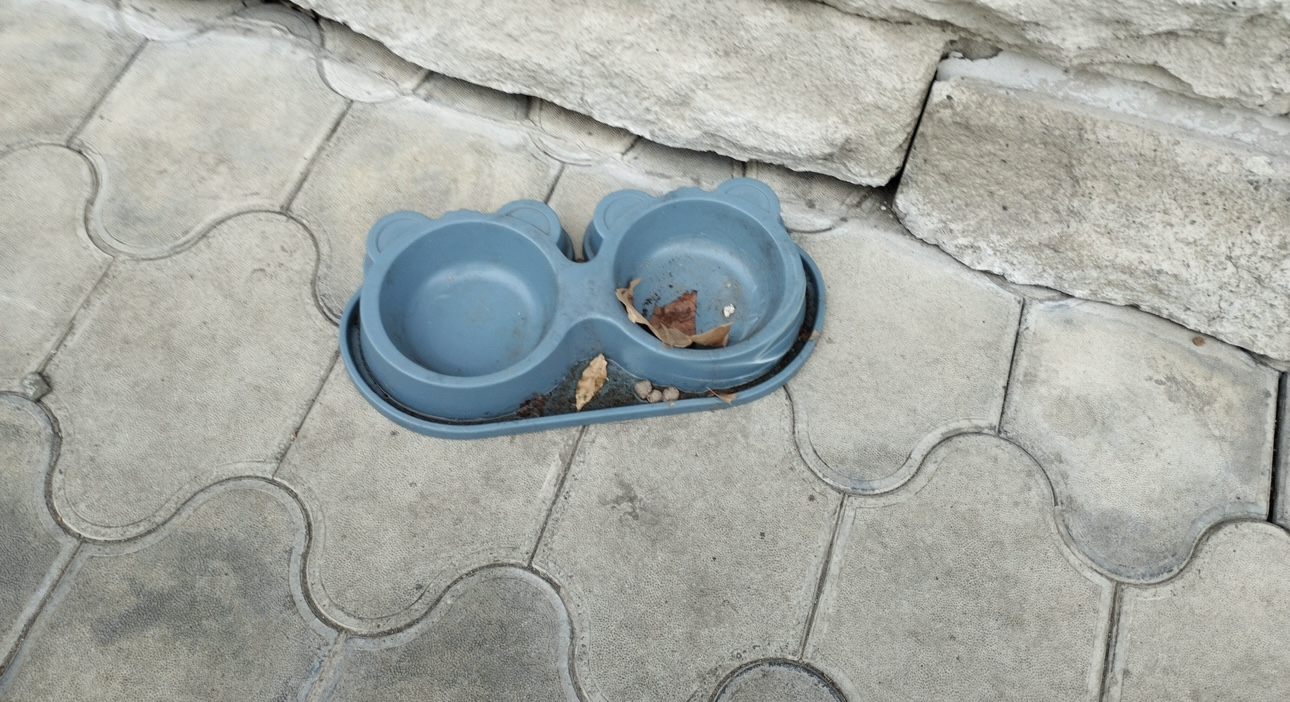 Группа живодеров убила трех котят на юго-востоке Москвы