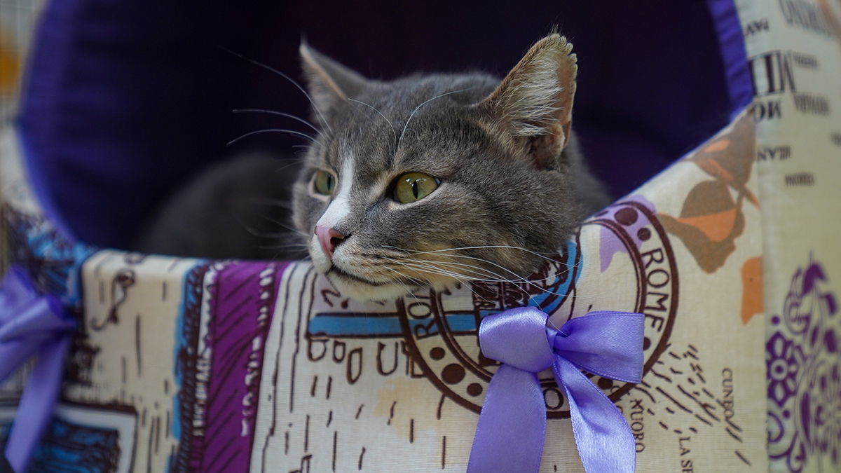 Аналитики выяснили, что кошатники выигрывают в лотереи чаще собачников