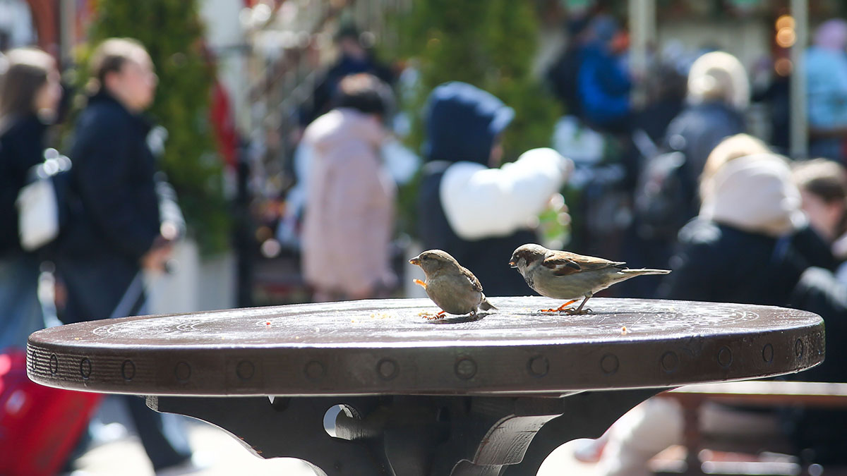 Орнитолог Мишин пояснил, почему в городах стало меньше воробьев