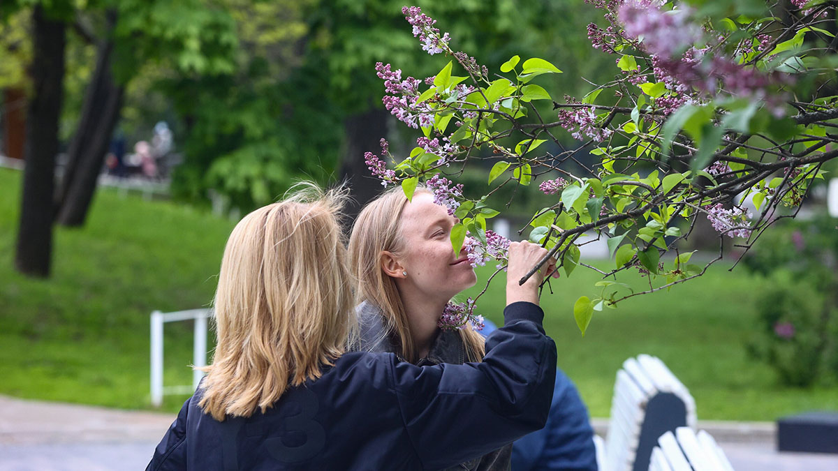 Шизофрения и болезнь Альцгеймера: симптомом какой болезни может стать потеря обоняния