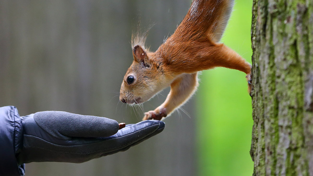 Знаменитого бельчонка Арахиса усыпили после жалоб зоозащитников