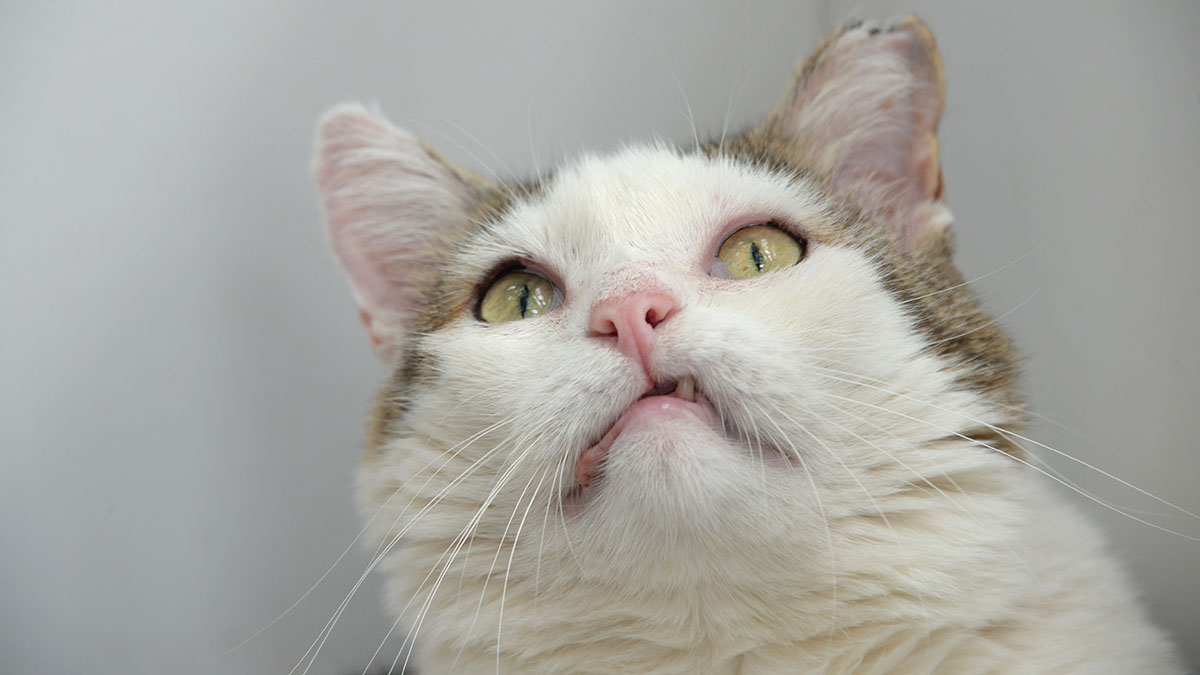 «Коты обижаются»: Россельхознадзор объяснил снижение импорта кормов для кошек