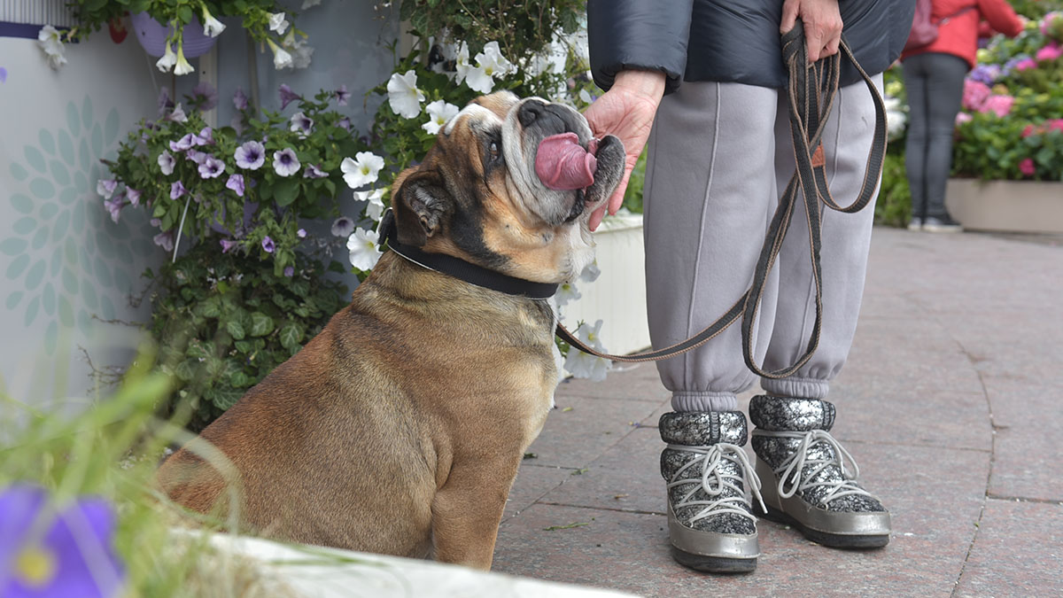 Кинолог Голубев рассказал, как защитить лапы собак от тополиных чешуек