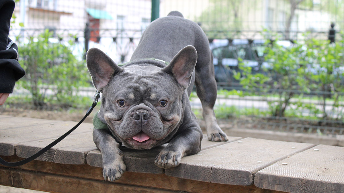  Зоопсихолог Малиновский рассказал, как подготовить питомца к перелету