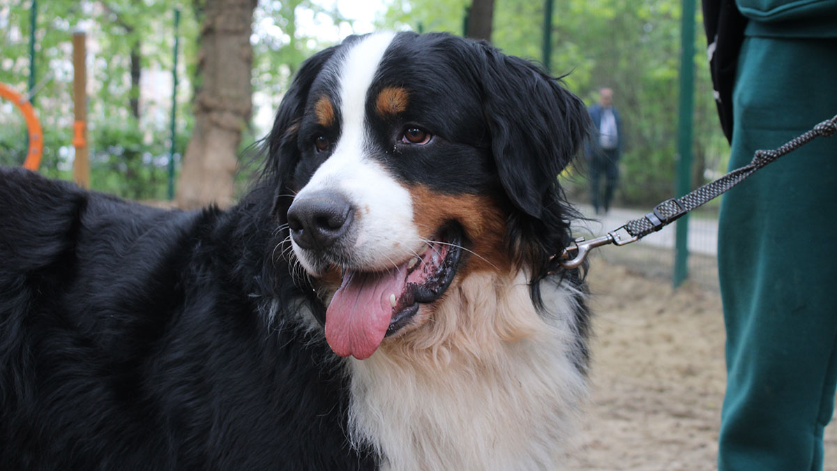 Кинолог Голубев рассказал, нужны ли собакам разгрузочные дни