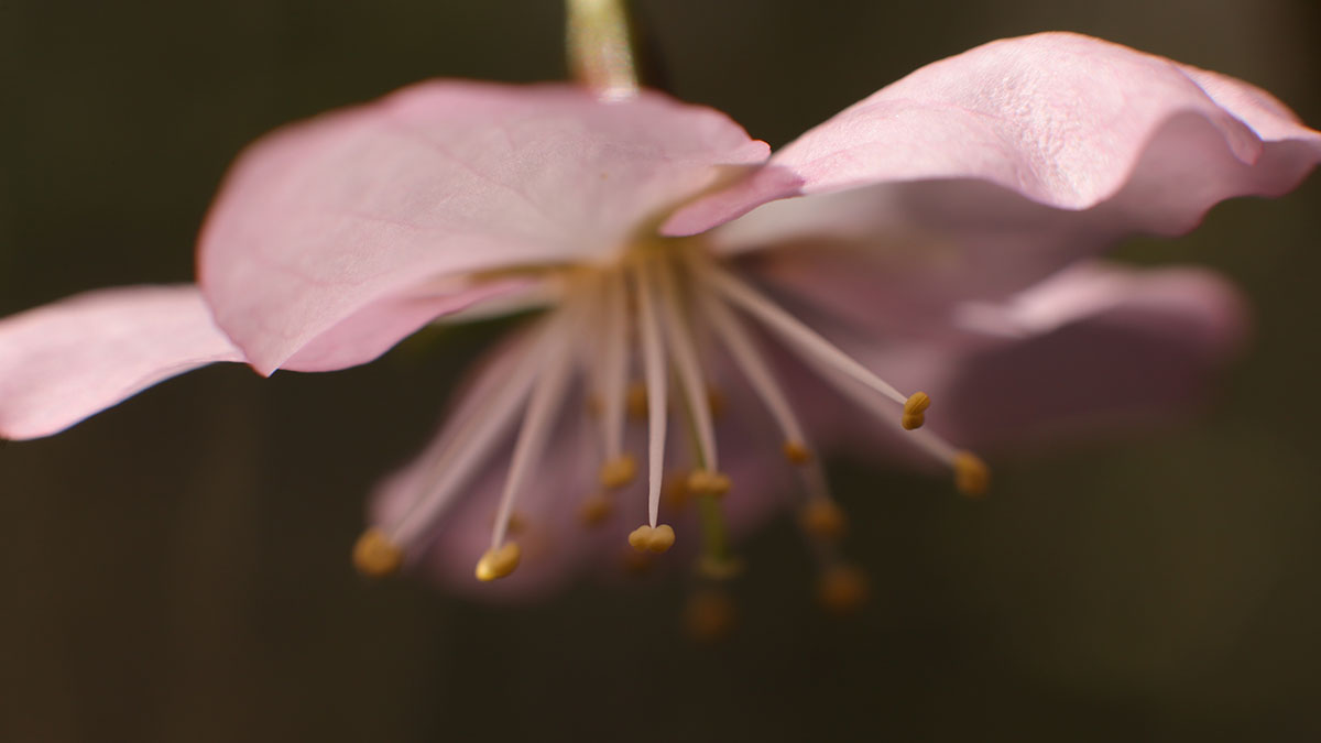 Сакура расцвела в Хамовниках в центре Москвы