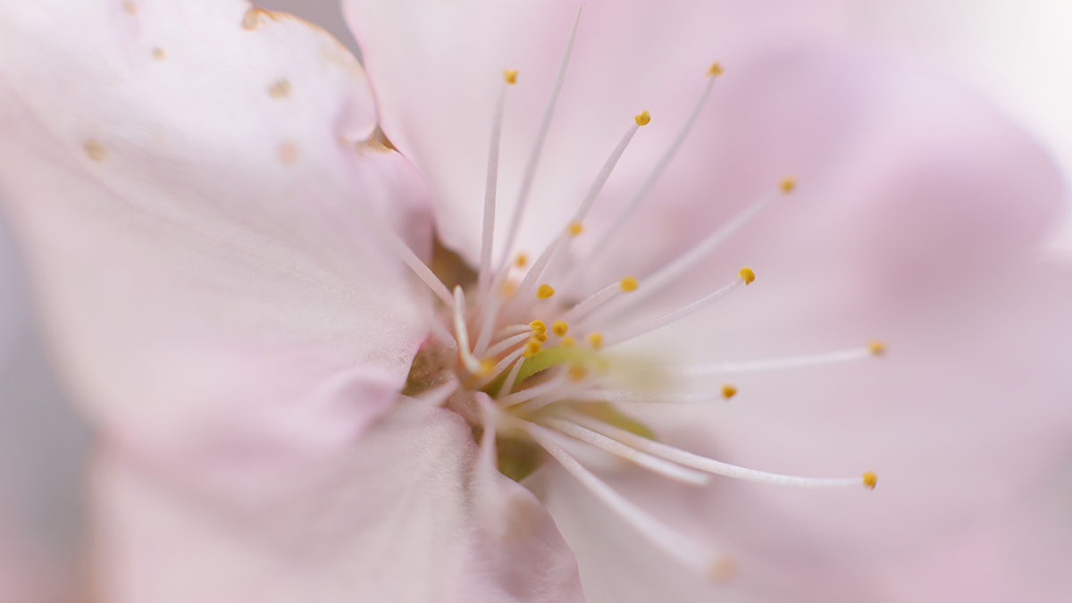Московские пары впервые смогут заключить брак в окружении цветущей сакуры