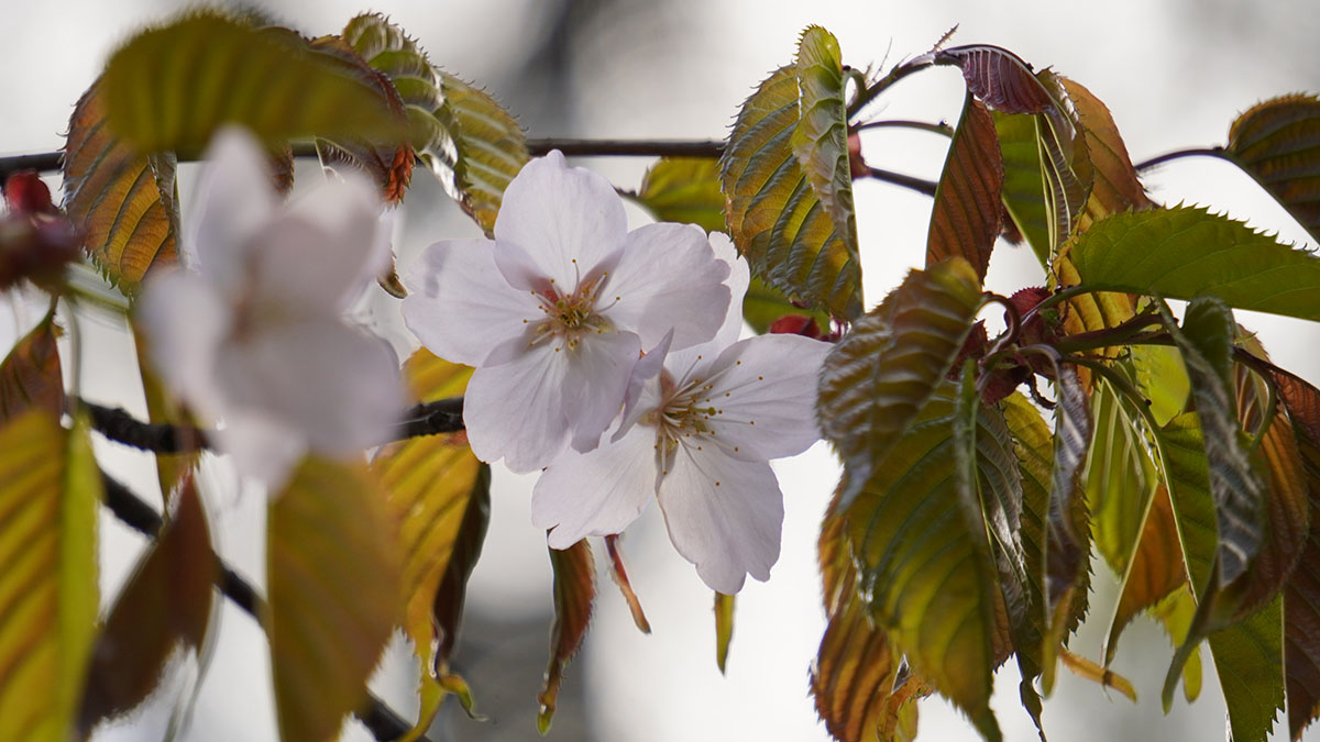Россияне массово оформляют визы в Японию, чтобы успеть на сезон цветения сакуры