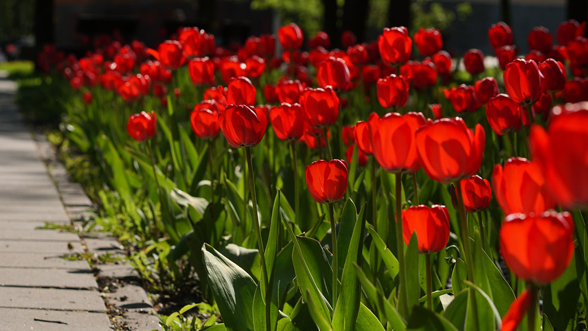 Тюльпаны высадят на столичных клумбах в октябре