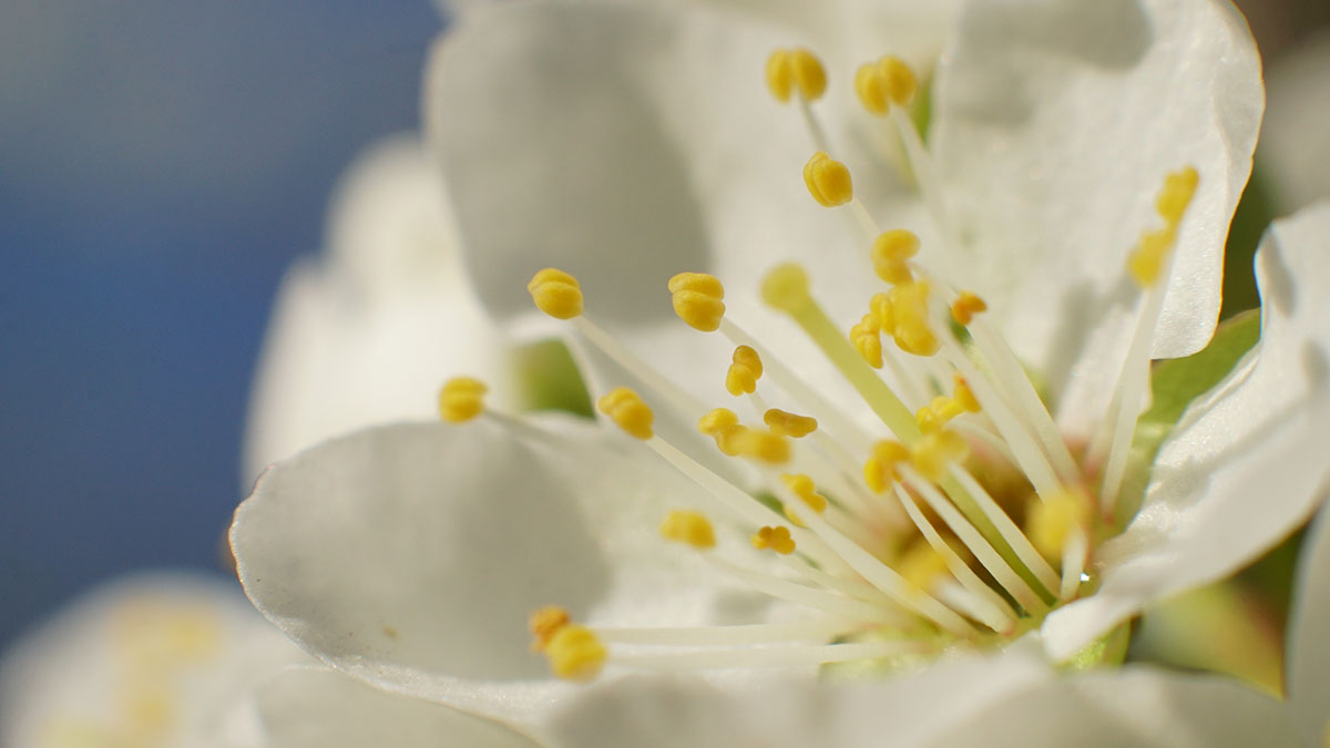 Аллергикам порекомендовали готовиться к началу сезона цветения в Москве