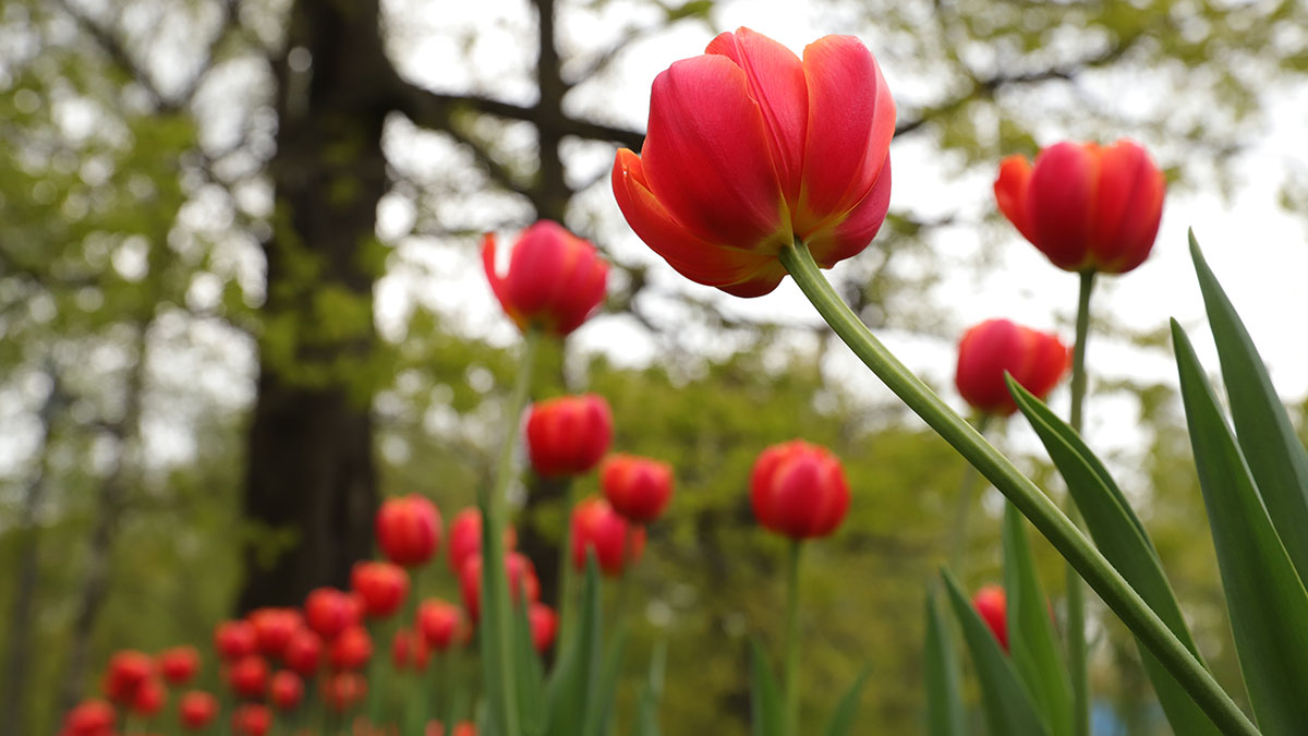 66472cce82682c22931da5f2 Первые тюльпаны распустились на столичных клумбах