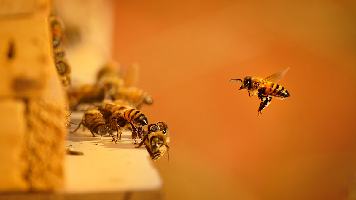 Московские экологи рассказали о зимовке медоносных пчел