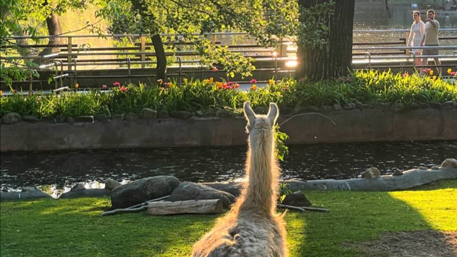 «Любуется»: Московский зоопарк показал наслаждающуюся майским закатом ламу Варю