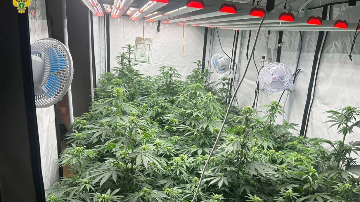 Москвич выращивал марихуану в своей квартире в Новой Москве