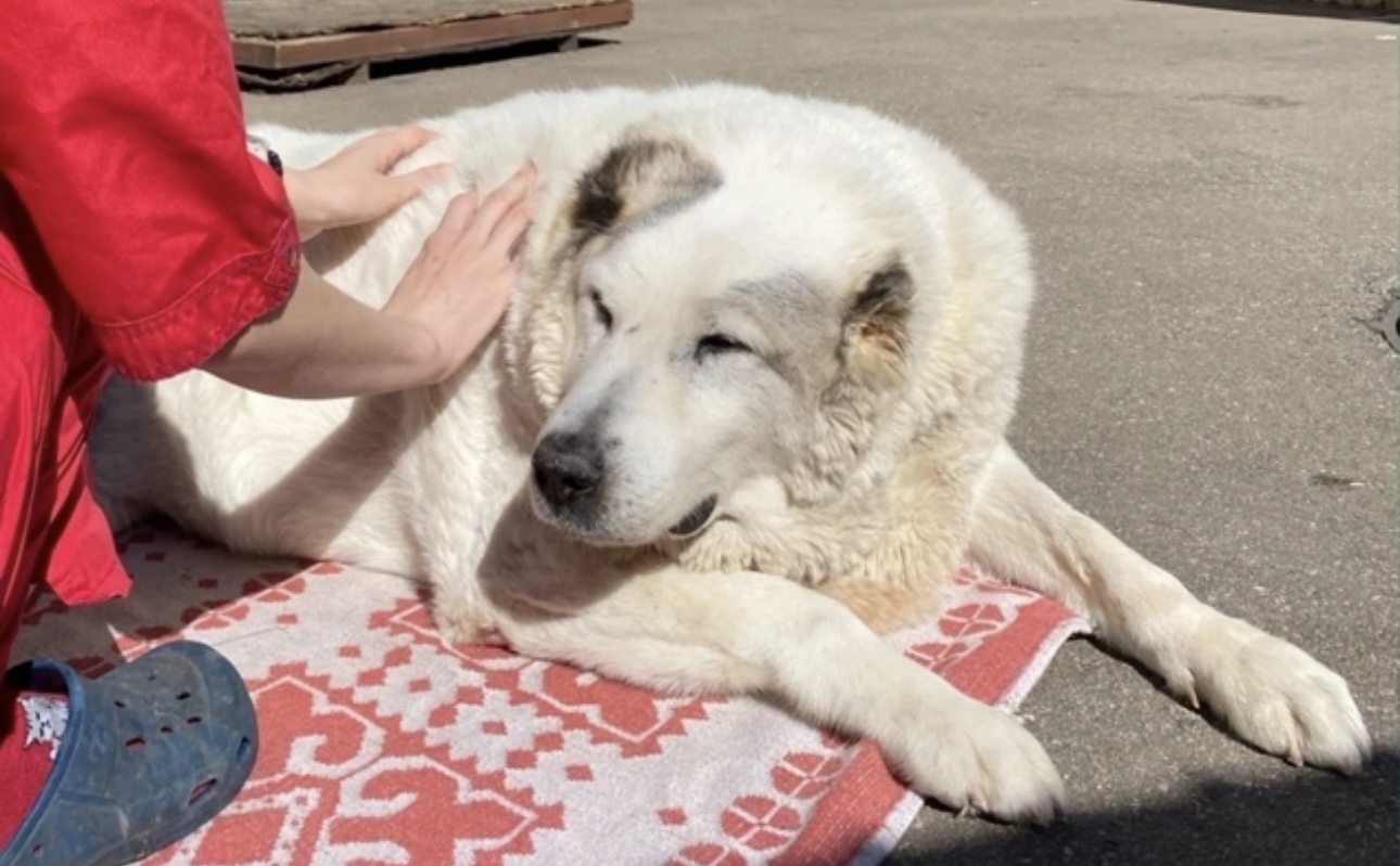 Пес по кличке Кругетс похудел на 45 килограммов за полгода в Нижнем Новгороде