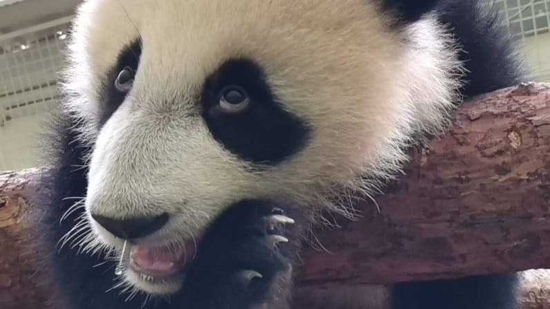 Панде Катюше из Московского зоопарка исполнилось девять месяцев