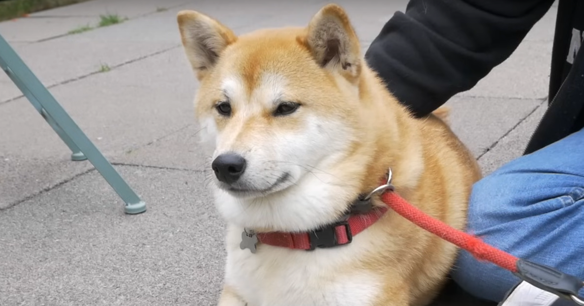 Собака из известного мема Doge умерла на 19-м году жизни