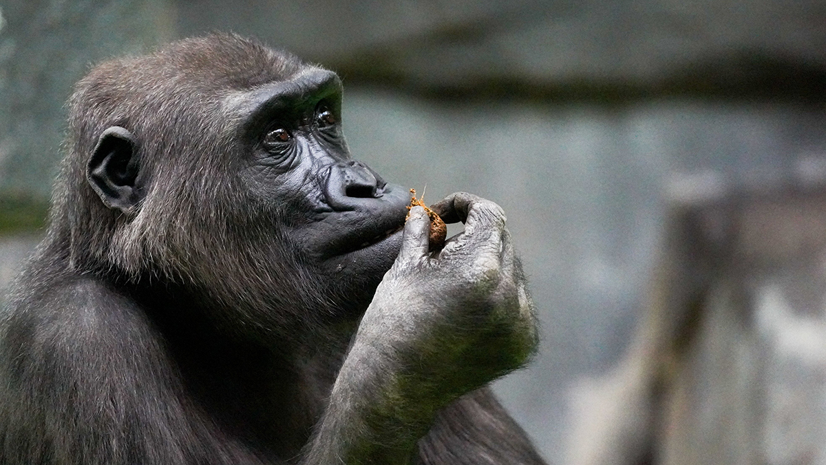 Горилла в США разбила стеклянное ограждение вольера на глазах у посетителей