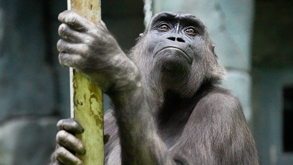 Более 100 обезьян сбежали и напали на полицейский участок в Таиланде