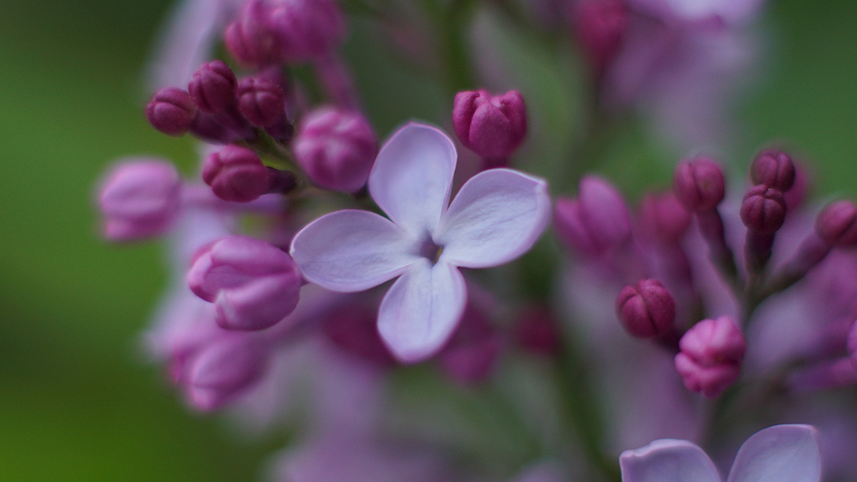Из-за аномальной жары в Москве зацвела сирень