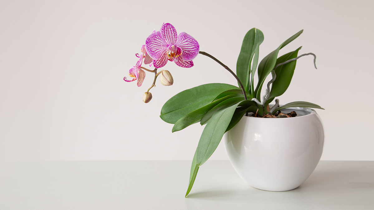 Эксперты поделились советами по правильному поливу орхидеи