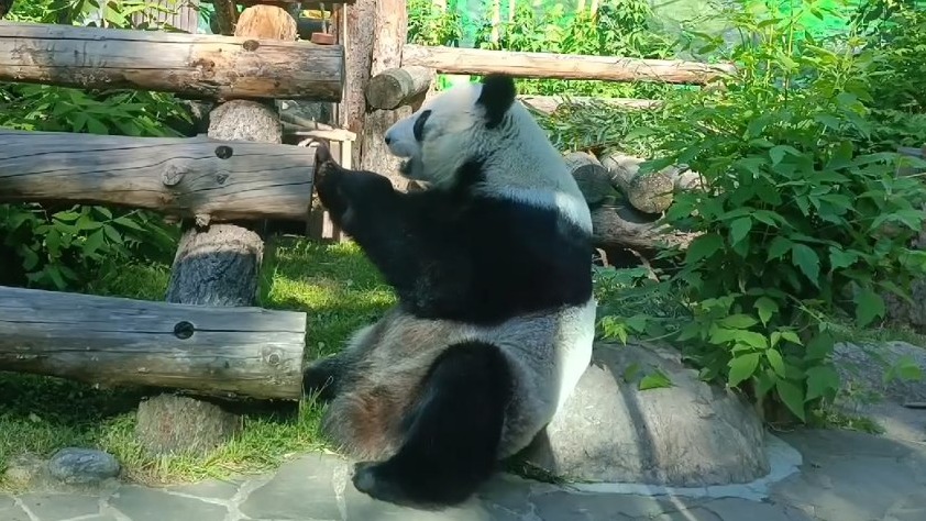 «После ночной активности»: Московский зоопарк показал питание панды Диндин