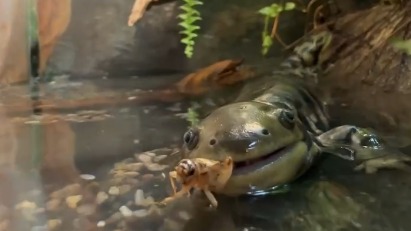 Эффектная: Московский зоопарк показал необычного представителя земноводных