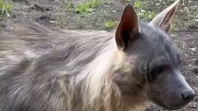 «Занятие медитативное»: в Московском зоопарке показали кормление гиены мясом