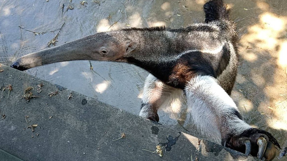 «Пристает к посетителям»: Московский зоопарк построит ограждения для муравьеда Диего