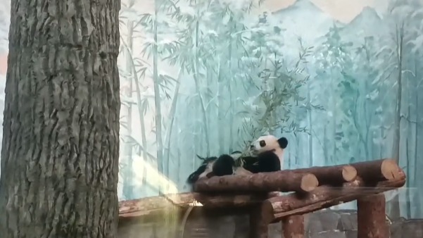 «Синхронность»: Московский зоопарк показал повторяющую за родителями Катюшу