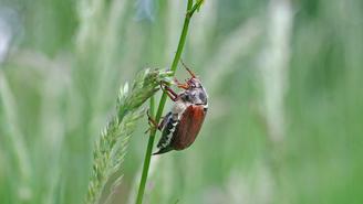 Майские жуки проснулись в Московской области