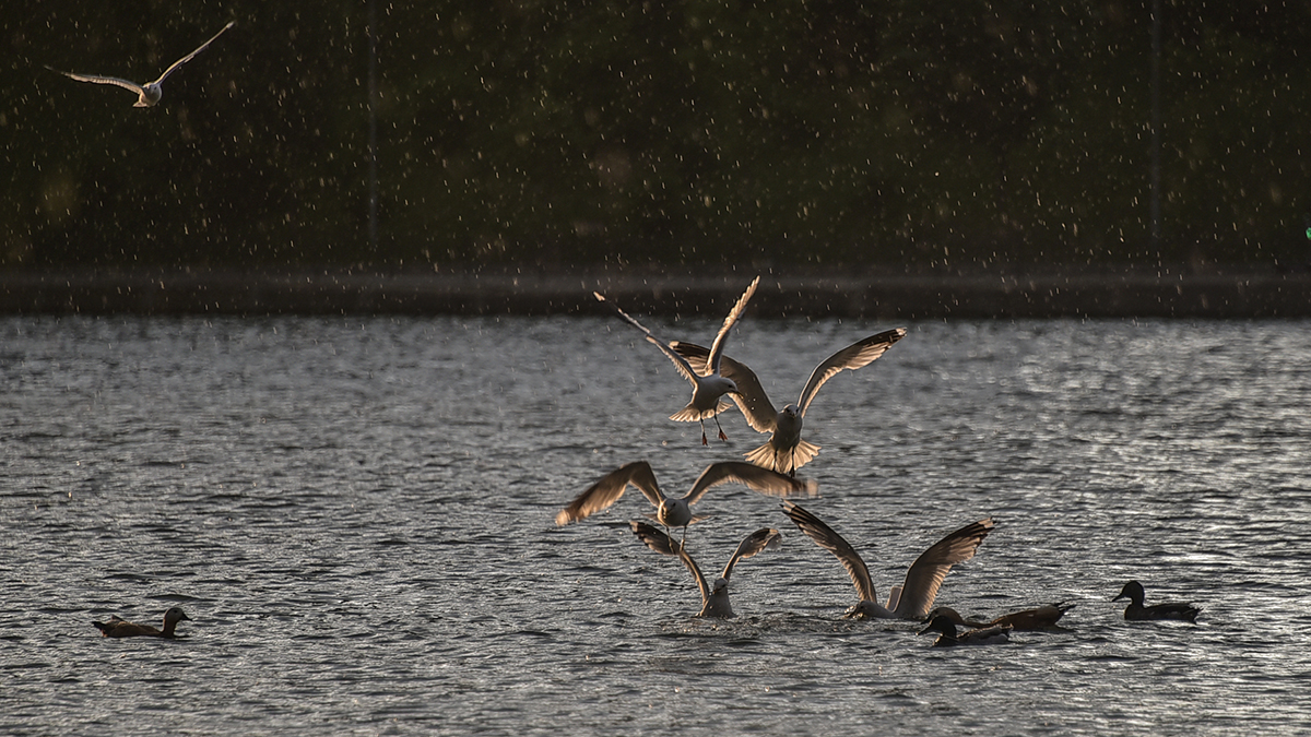 Жительница Оренбуржья подала в суд на курорт из-за нападения чаек