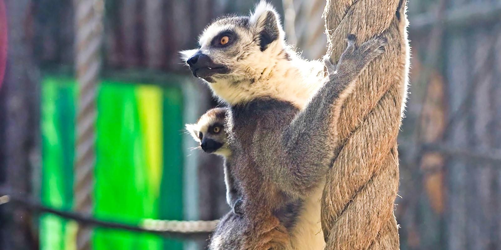 Детеныши кошачьих лемуров родились в Московском зоопарке