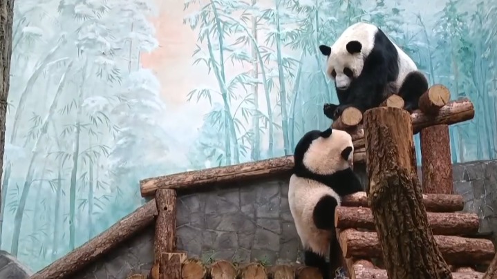 «Поднимайся ко мне»: Московский зоопарк показал, как Диндин выманивает Катюшу