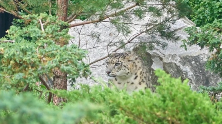 Новый вольер для снежных барсов открылся в Московском зоопарке 