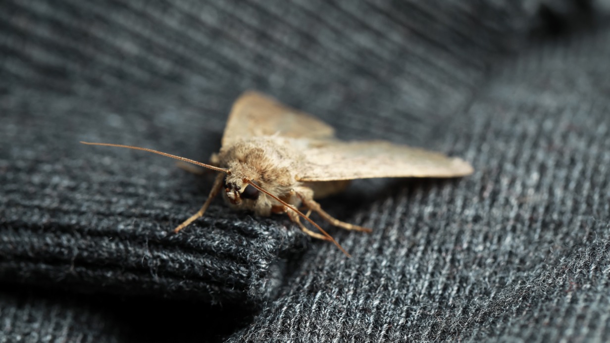 Тысячи мотыльков и кобра ворвались в открытый на секунду номер в Таиланде