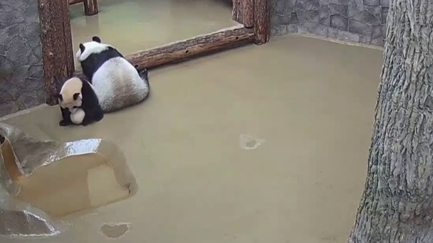 «Поиграем в футбол»: Московский зоопарк показал спортивный азарт панды Катюши