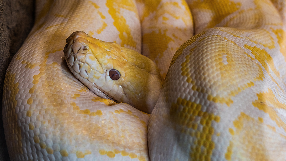 Пятиметровый питон проломил потолок в доме таиландца и съел его котенка