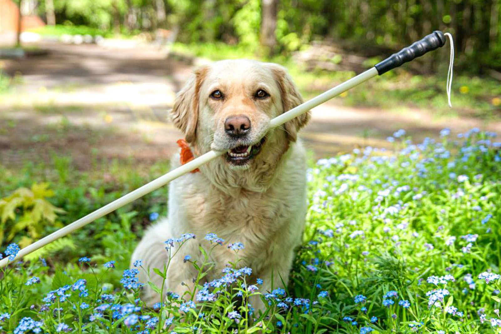 Кинологи расскажут об обучении собак-проводников в рамках «Лета в Москве»