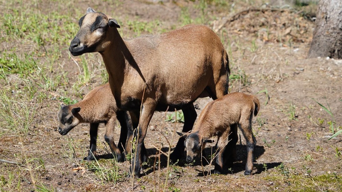 Два ягненка родились в филиале Московского зоопарка в Великом Устюге