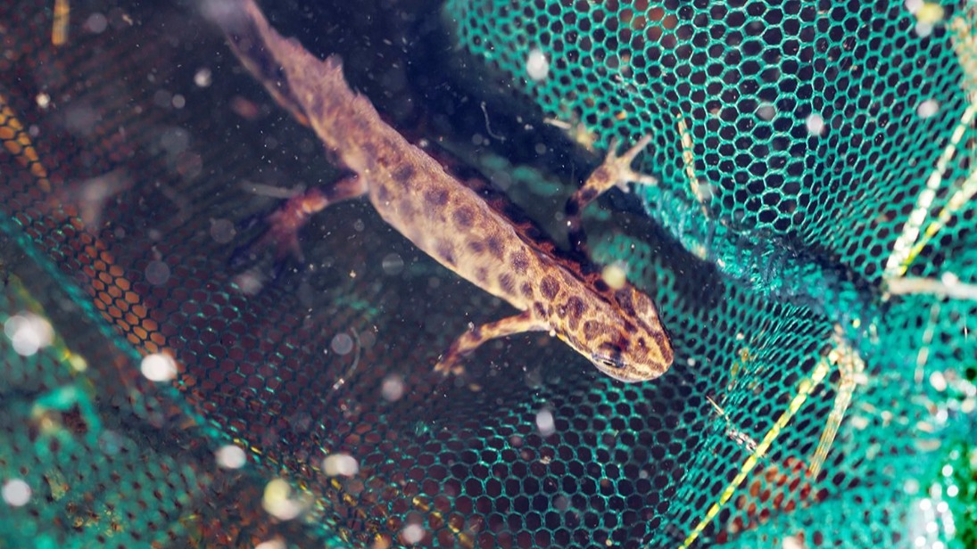 Редкую амфибию нашли в столичном парке «Измайлово»