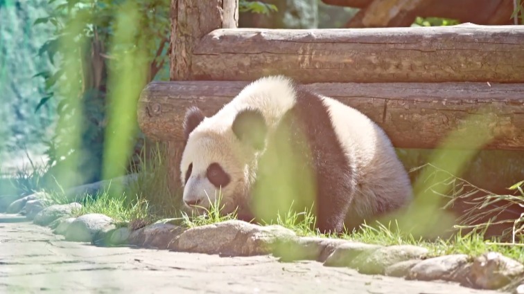«Осваивала укрытия»: Московский зоопарк рассказал, чем занималась Катюша на улице