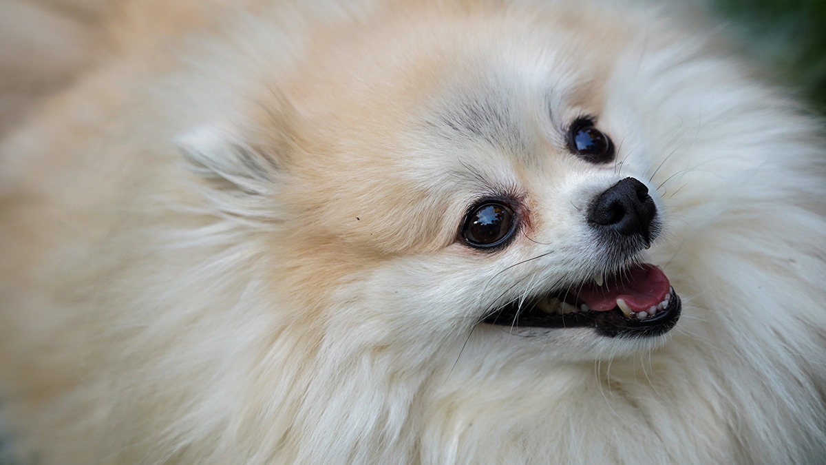Померанский шпиц выжил после падения с девятого этажа