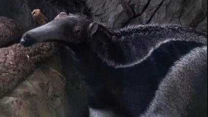 «Решил под крышей»: Московский зоопарк показал избегающего дождя муравьеда Диего