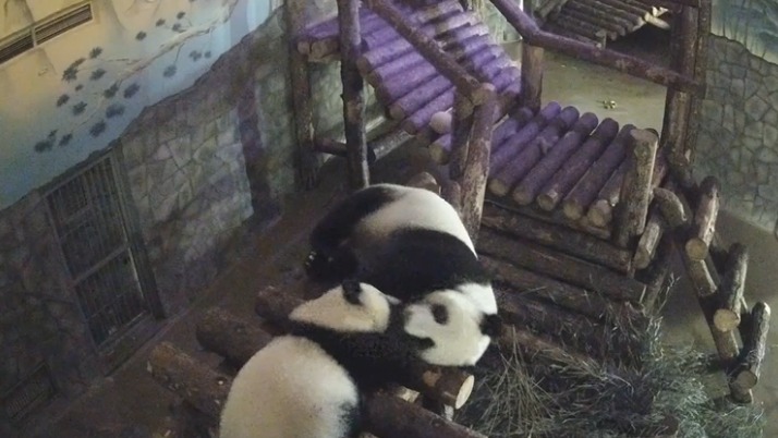 «Нежный поцелуй»: Московский зоопарк показал, как Катюша будит маму по вечерам